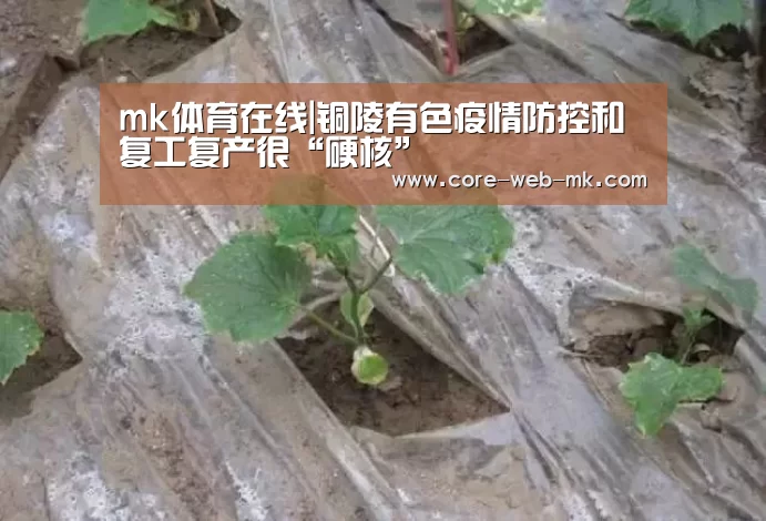 mk体育在线|铜陵有色疫情防控和复工复产很“硬核”(图4) mk体育备用